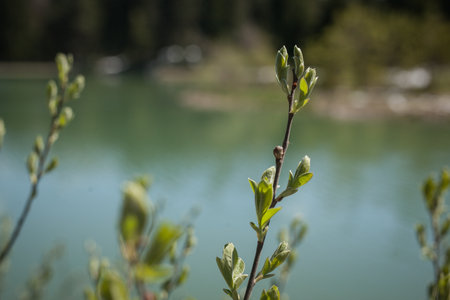 Spring sprouting out on tree branches. Visible beautiful green leaves growing from small branches and foliage.の写真素材