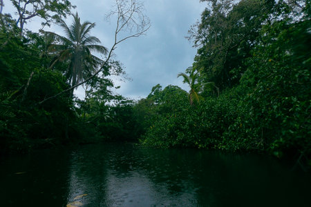 Paddling and canoeing through rainy waters of rainforest river in the heart of jungle in Costa Rica. Pov view from canoe..の写真素材