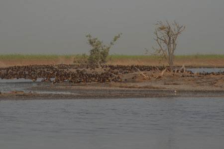 Flock of birds on the ground at djoudj national park in senegal, between the water and wet marshes of senegal river.の写真素材
