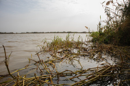Senegal river meandering through the estuary at the djoudj national park in northern senegal, close to Sant Louis...の写真素材