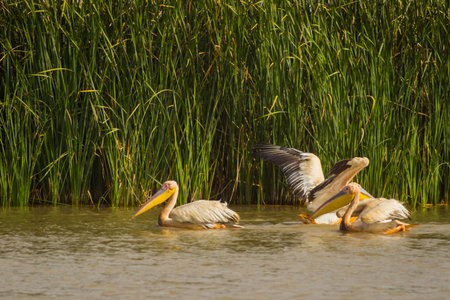 A group of pelicans is resting in the peaceful waters of senegal river in djoudj national park, northern senegal. ..の写真素材