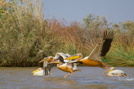 Pelicans taking off from the river in Djoudj national park in Senegal on a sunny day. side view from a boat, colossal big pelicans flying..の写真素材