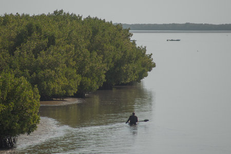 Calm waters in ziguinchour, senegal, kayaker floats around the mangroves of the shores of casamance riverの写真素材