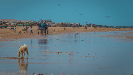 Horses with carriages on the beach at Dakar, with slum houses in the background and multitude of trash on the beach. Typical beach in africa.の写真素材