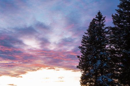 Fir trees on Rogla, ski resort on pohorje region of slovenia, with epic clouds and colorful sunset in the background.の写真素材