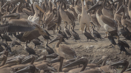 A group of young, small and dark pelican chicks surrounded by grown ups on the national park of Djoudj in Senegal, Africa.の写真素材