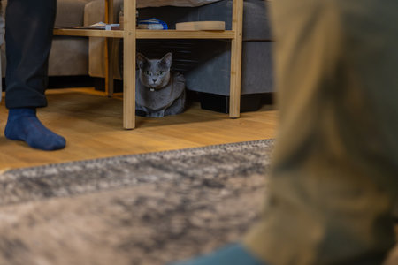 Cute gray domestic cat is hiding under a coffee table. Cat found a sanctuary under wooden tableの写真素材