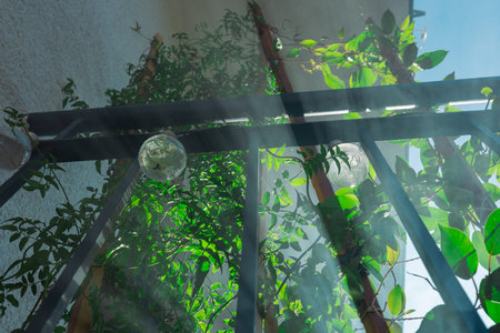 Sun streaks or rays piercing through mist in the home garden, sunshine through leaves on the balcony. Sunburst or sunbeam through leaves.の写真素材