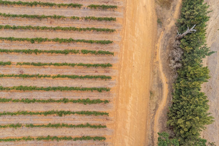 Aerial drone vertical view of rows of vineyards in south africa, with green leaves and orange ground visible. Late summer or early autumn settingの写真素材