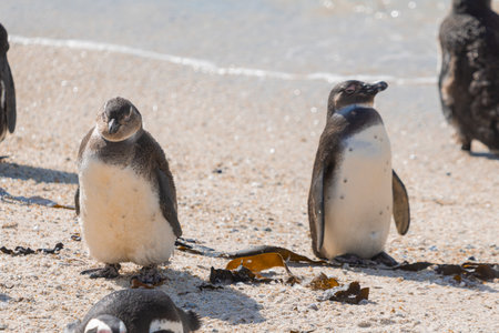 Cute penguins in a bay close to Simons bay in south africa. Sanctuary or colony of penguins next to the giant stone boulders. Sunny warm dayの写真素材