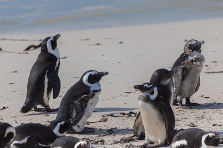 Cute penguins in a bay close to Simons bay in south africa. Sanctuary or colony of penguins next to the giant stone boulders. Sunny warm day.の写真素材