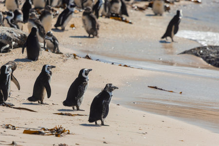 Cute penguins in a bay close to Simons bay in south africa. Sanctuary or colony of penguins next to the giant stone boulders. Sunny warm day...の写真素材