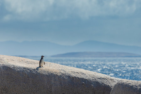 Cute penguins in a bay close to Simons bay in south africa. Sanctuary or colony of penguins next to the giant stone boulders. Sunny warm dayの写真素材
