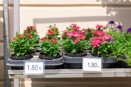 A display of potted plants with vibrant red and pink flowers, arranged on a shelf in Kamnik. The background features a light-colored wall with shadows, showcasing a garden or market setting.の写真素材