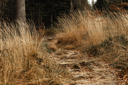 A serene path in the Beskidy mountains, surrounded by tall, dry grasses and sparse trees. The autumnal scene features earthy tones, with scattered leaves and a tranquil forest backdrop.の写真素材