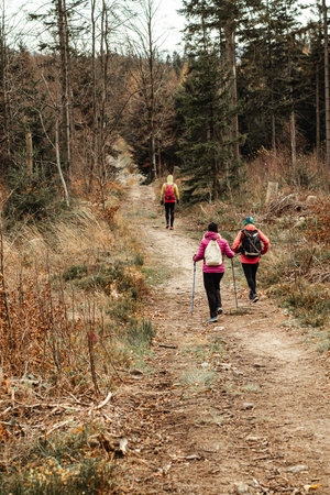 Hikers with backpacks and trekking poles walk along a narrow path in the Beskidy mountains, surrounded by tall trees and dry autumn grasses under a cloudy sky.の写真素材