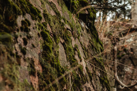 A close-up of a moss-covered rock wall in the Beskidy mountains near Wis a, with dry grasses and blurred forest background, showcasing natural textures and earthy tones.の写真素材