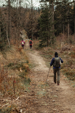 Hikers with backpacks and trekking poles walk along a narrow path in the Beskidy mountains, surrounded by tall trees and dry autumn grasses under a cloudy sky.の写真素材