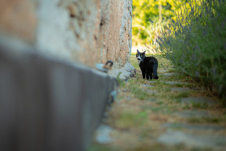 A black and white cat stands on a narrow path between a stone wall and lavender bushes in a sunny garden. The background is blurred, emphasizing the cat.の写真素材