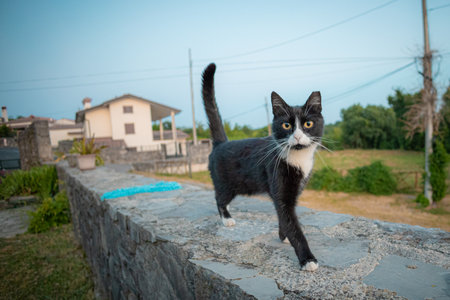 A black and white cat walks along a stone wall with a house and greenery in the blurred background. A blue object lies on the wall, and the sky is clear.の写真素材