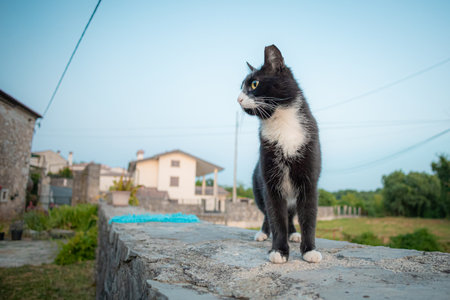 A black and white cat stands on a stone wall, gazing sideways against a backdrop of houses, greenery, and a clear blue sky. A blue object lies nearby.の写真素材