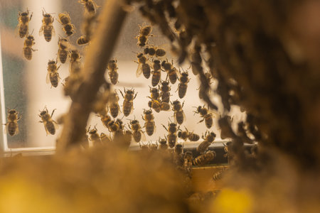 bustling beehive with numerous bees actively working on a honeycomb structure inside a glass enclosure. The warm lighting highlights their detailed wings and bodies, creating a dynamic and industrious scene.の写真素材