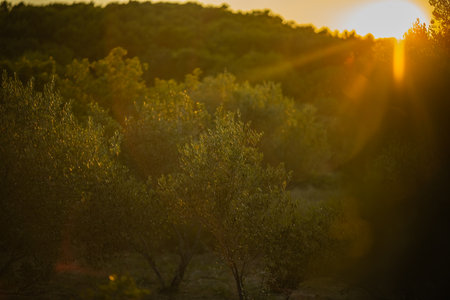 Golden Hour Through Olive Leaves A Serene Mediterranean Scene with Sunlight Filtering Through an Olive Tree, Capturing the Peaceful Essence of Nature and Rural Life in Soft Evening Lightの写真素材