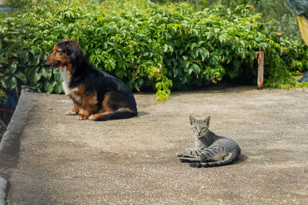 A loyal dog and curious cat share a quiet moment on a concrete path, framed by lush greenery. Their...