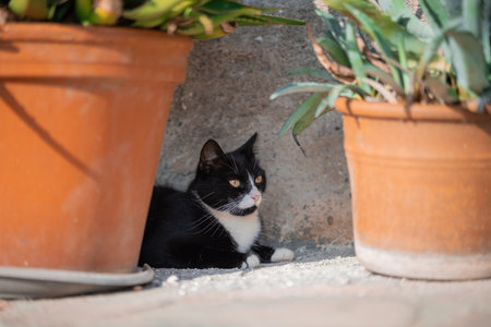 Curious black and white kitten peeking from behind a terracotta pot, surrounded by lush green leaves in a cozy garden nook. Its striking eyes and playful pose make this a charming outdoor pet moment.の写真素材