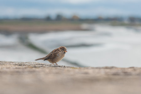 A small brown bird, likely a sparrow, sits on a stone surface with a blurry, bright background of water and land.の写真素材