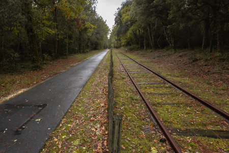 A touristy overgrown single railway track runs through a sun-dappled pine forest in Le Verdon-sur-Mer, creating a mysterious, natural path perfect for walks and exploration.の写真素材
