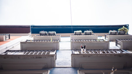 A low-angle shot looking up at a building facade with symmetrical balconies, where a small dog with black and white markings is peering over a balcony railing against a bright, overcast sky.の写真素材