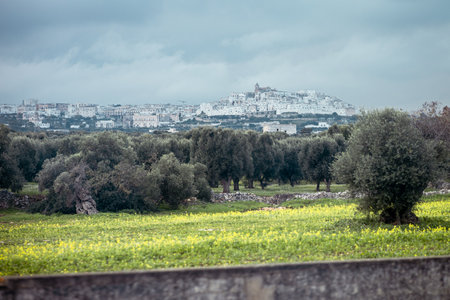 Ostuni s whitewashed hilltop buildings rise above a landscape of olive trees and green fields. The historic White City stands out under a cloudy sky, creating a serene and atmospheric Puglian scene.の写真素材