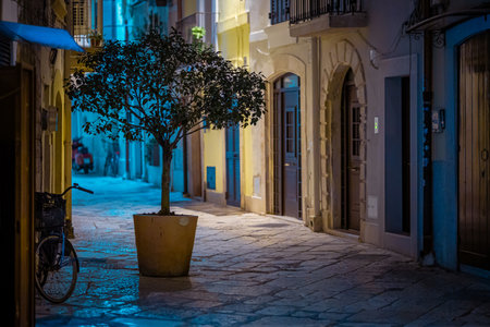 Atmospheric night shot of a potted tree in a wet, reflective cobblestone alley in Bari, Italy, framed by historic archways and warm light from traditional old town buildings.の写真素材