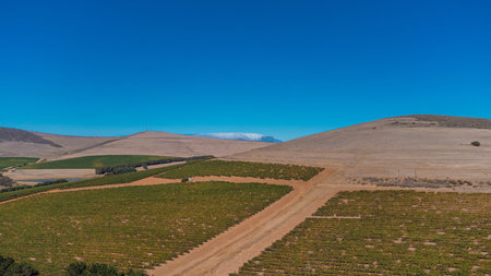 This sprawling landscape near Stellenbosch showcases lush vineyards, rolling hills, and a distant mountain range under a clear sky, capturing the scenic beauty of the Western Cape winelands.の写真素材