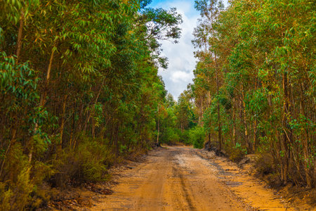 A serene dirt road in the Western Cape forms a natural tree tunnel through tall eucalyptus trees, with dense green foliage creating a canopy. Partly cloudy sky filters sunlight onto the earthy path, evoking tranquility.の写真素材
