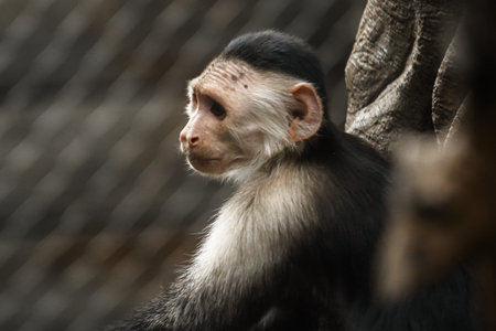 A white-faced capuchin monkey sits quietly, its head turned in profile against a background of mesh...