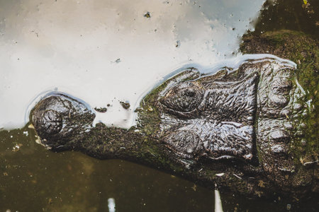 A close-up view of an alligator s head partially submerged in murky water. Its rough, textured...
