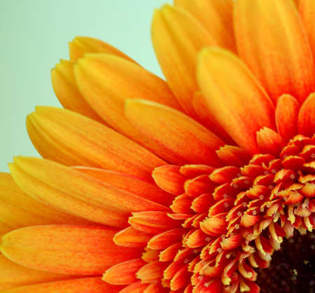 close-up of gerber daisy isolated on a green backgroundの写真素材