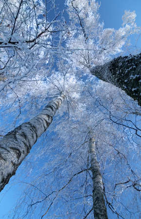 Top of the winter trees and blue skyの写真素材
