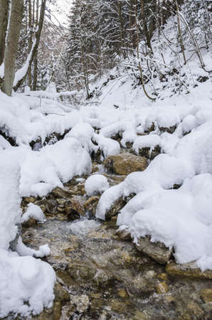 Mountain stream flowing through forest in winter time の写真素材