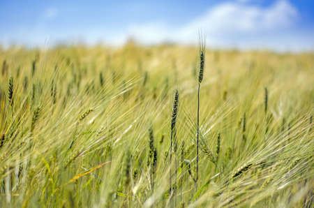 Close up view on wheat field with blue skyの写真素材