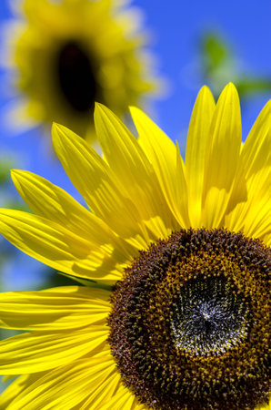 Close-up of sunflowers against a blue sky の写真素材