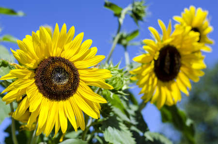 Close-up of sunflowers against a blue sky の写真素材