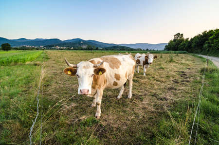 Curious cattle grazing on a green field.の写真素材