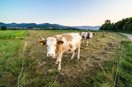 Curious cattle grazing on a green field.の素材 [FY31023134083]