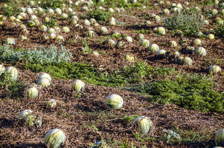 Big field of watermelon plants in morning.の写真素材