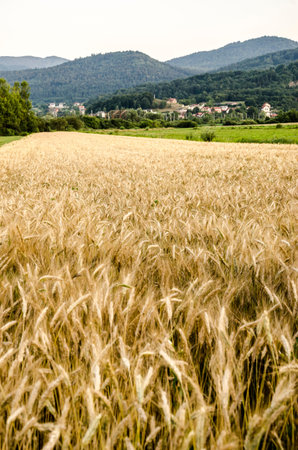 Wheat field with village and hills in background.の写真素材