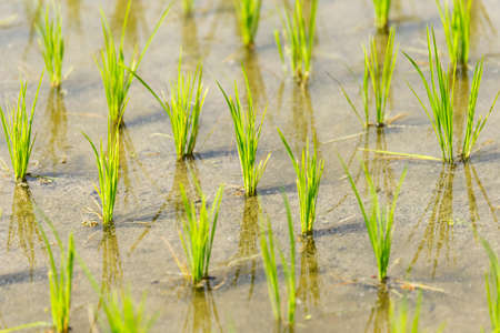 Close up on young rice plant, India.の写真素材