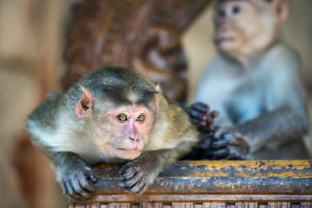 Macaque monkey thief looking for a free meal, Hampi, India.の写真素材